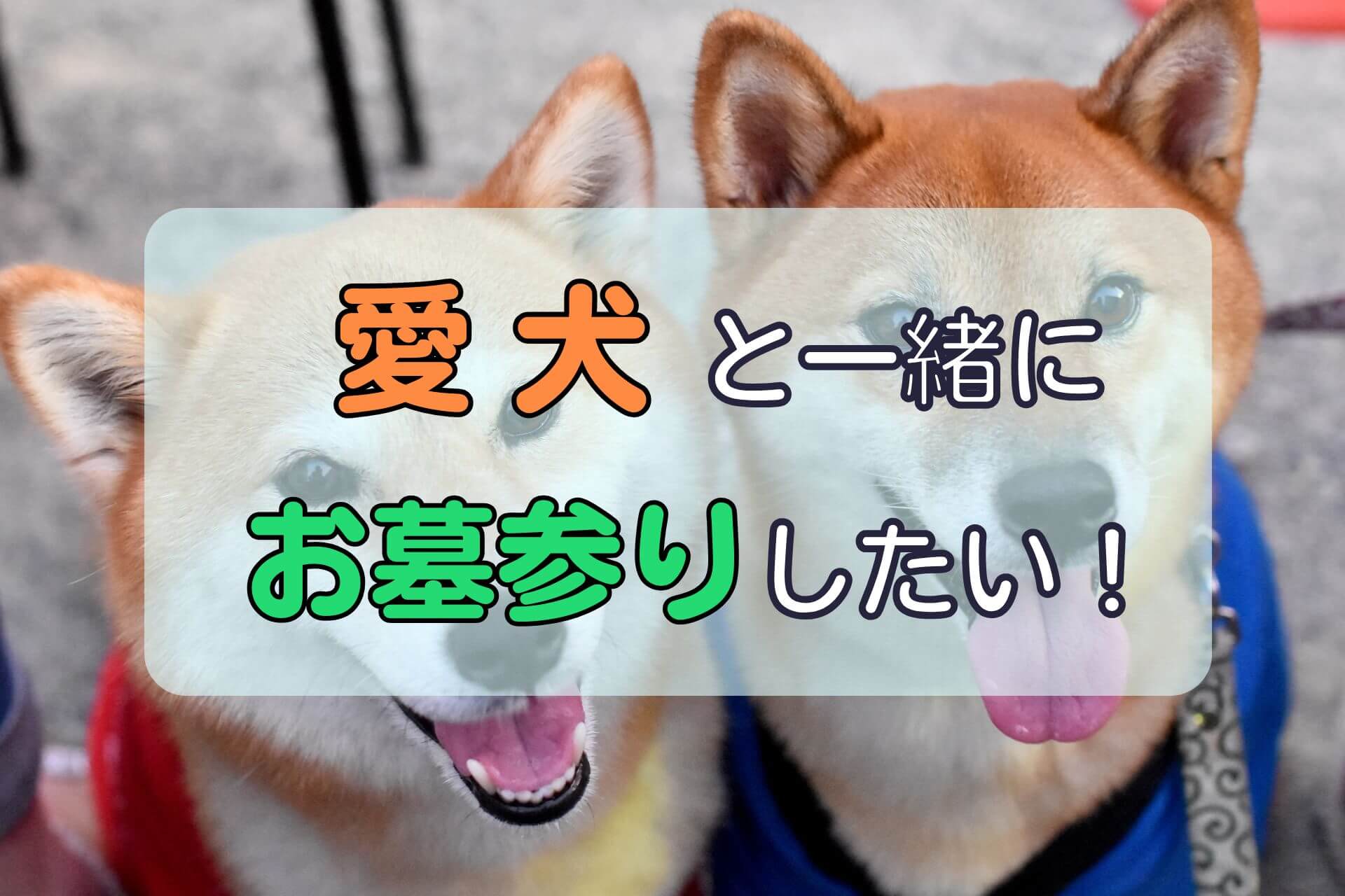 「飼い犬と一緒にお墓参りしたい」というテキストの背景で並んでこちらを見ている２匹の犬