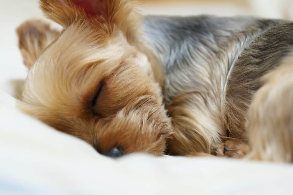 白い布団の上で目を閉じて横になっている茶色の小型犬