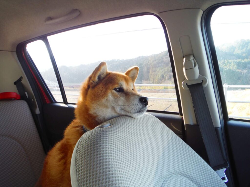 車の中でシートに顔を乗せている犬