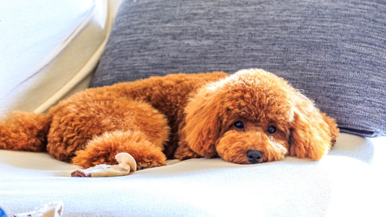 ソファーの上でうつ伏せで寝転がる茶色の毛の犬